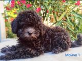 Silver toy poodle yavrular