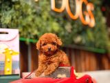 Kore Ve Toy Poodle Türkiye Güzelleri