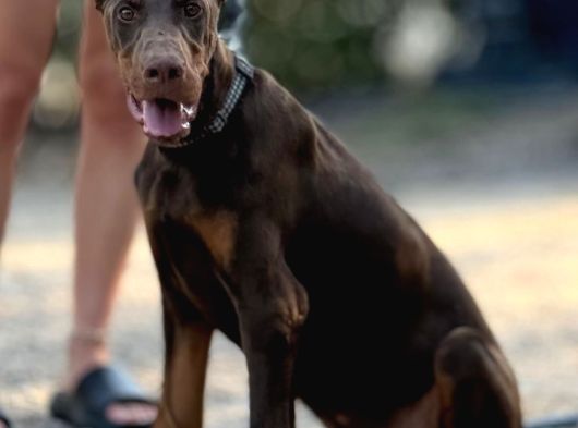 Doberman Di̇şi̇-Erkek Yavrular görsel