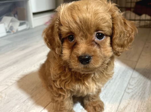 Maltipoo Tea Cup Cinsi Köpeğime Yuva Arıyorum