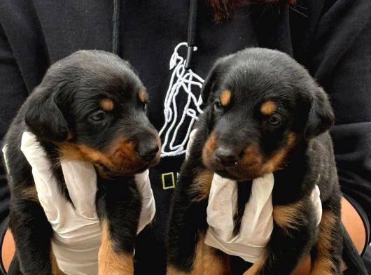 Doberman Yavurlamiz görsel