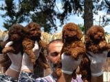 Kore Red Toy Poodle Yavrularımız