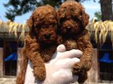 Kore Red Toy Poodle Yavrularımız