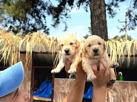 Golden Retriever Yavurlarniz
