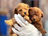 Toy Poodl Yavurlamiz