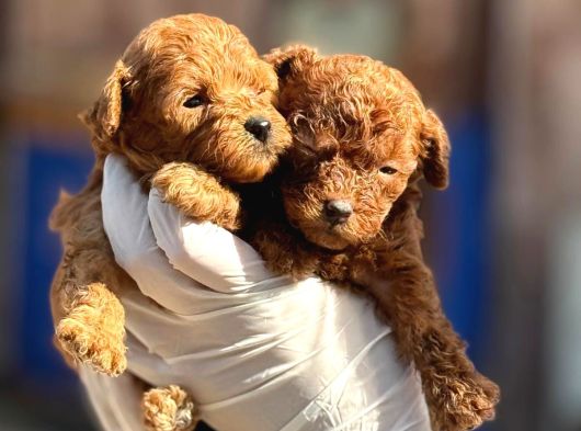 Toy Poodl Yavurlamiz