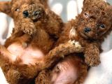 Toy Poodl Yavurlamiz