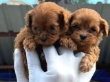 Maltipoo yavurlamiz