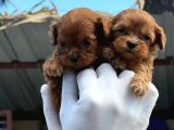 Maltipoo Yavurlamiz