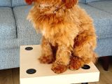 Maltipoo Yavru