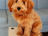 Maltipoo Yavru