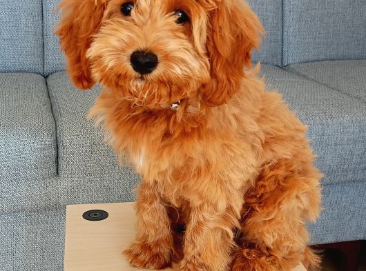 Maltipoo Yavru görsel