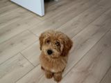 Maltipoo yavru