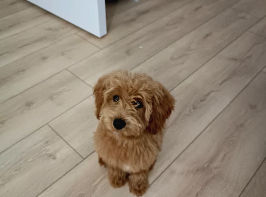 Maltipoo Yavru