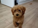 Maltipoo Yavru