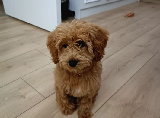 Maltipoo Yavru görsel