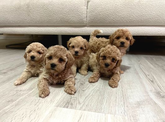 Malti̇poo