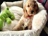 Geli̇p Canli Görebi̇leceği̇ni̇z Mükemmel Cocker Bebekler