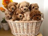 Veteri̇ner Kli̇ni̇ği̇nde Tesli̇m Malti̇poo Bebekler