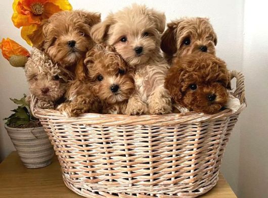 Veteri̇ner Kli̇ni̇ği̇nde Tesli̇m Malti̇poo Bebekler görsel