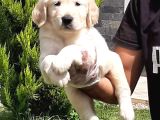 Golden Retriever Yavruları Istanbul