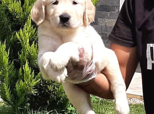 Golden Retriever Yavruları Istanbul görsel