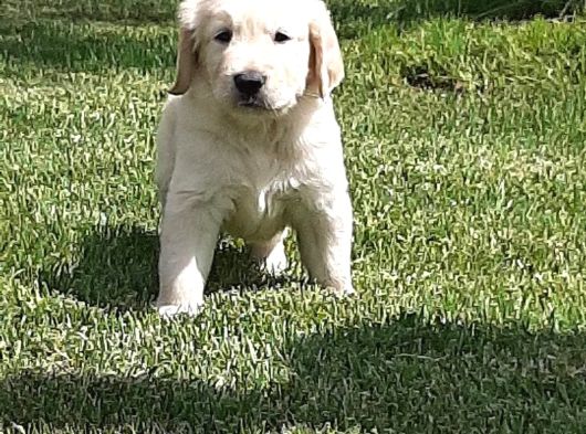 Golden Retriever Yavruları Istanbul görsel