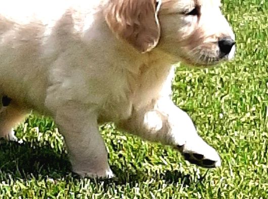 Golden Retriever Yavruları Istanbul görsel