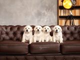Labrador Retriever Yavrulari Istanbul