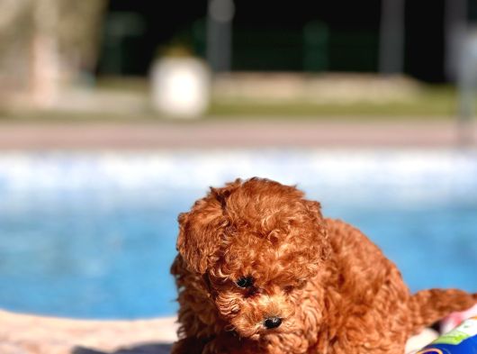 Tea Cup  Orji̇nal Toy Poodle Yavrulari görsel