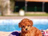 Tea Cup  Orji̇nal Toy Poodle Yavrulari