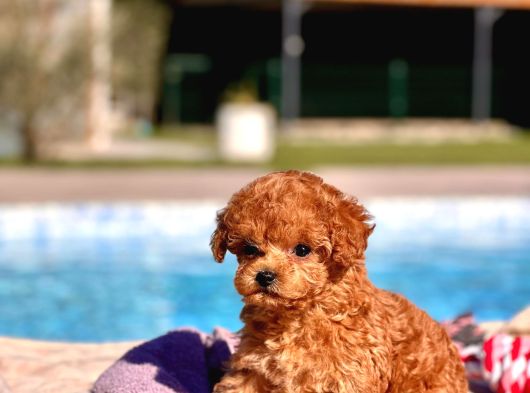 Tea Cup  Orji̇nal Toy Poodle Yavrulari görsel