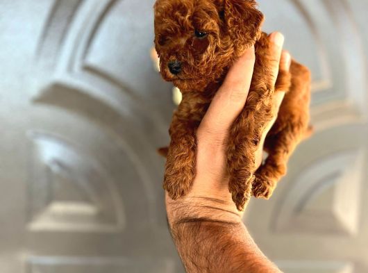 Red Brown Toy Poodle görsel