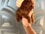 Red Brown Toy Poodle