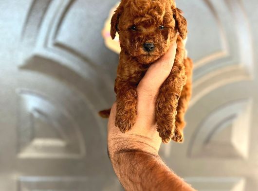 Red Brown Toy Poodle