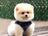 Ayıcık Surat Pomeranian Boo
