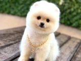 Ayıcık Surat Pomeranian Boo