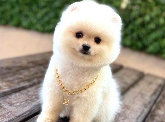 Ayıcık Surat Pomeranian Boo görsel
