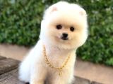 Ayıcık Surat Pomeranian Boo