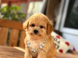 A Kalite Maltipoo Yavrular
