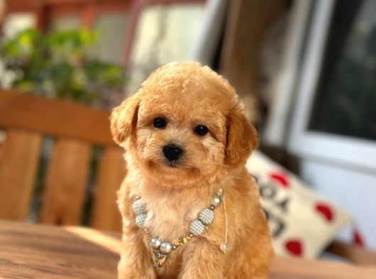 A Kalite Maltipoo Yavrular görsel