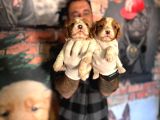 Asil Kan Cavalier King Charles Yavrularımız