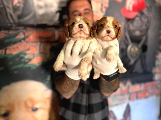 Asil Kan Cavalier King Charles Yavrularımız görsel