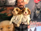 Asil Kan Cavalier King Charles Yavrularımız