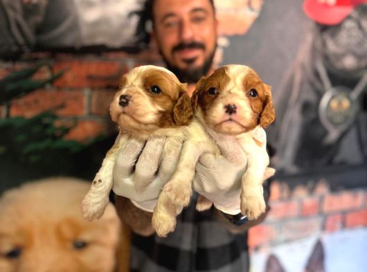 Asil Kan Cavalier King Charles Yavrularımız görsel