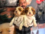 Asil kan cavalier king Charles yavrularımız