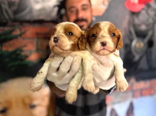 Asil Kan Cavalier King Charles Yavrularımız