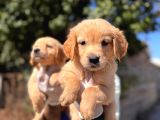 Bebek Suratlı Golden Retriever Yavrularımız