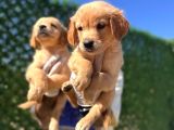 Bebek Suratlı Golden Retriever Yavrularımız