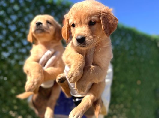 Bebek Suratlı Golden Retriever Yavrularımız görsel